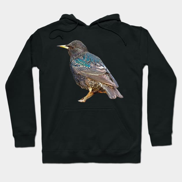 Starling Hoodie by bywhacky